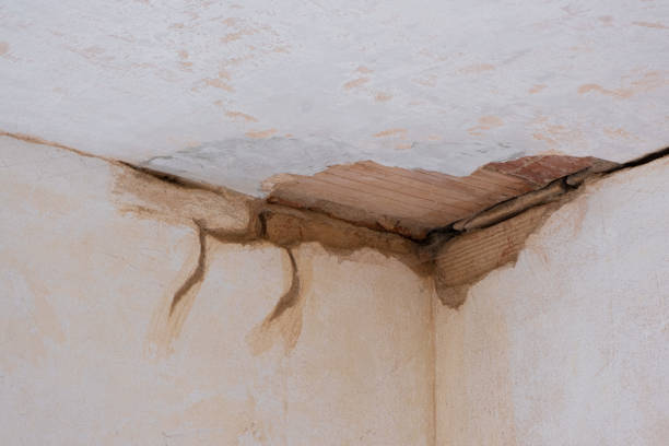 Best Professional water damage repair  in Parkersburg, WV