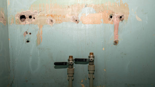 Best Mold removal after water damage  in Parkersburg, WV
